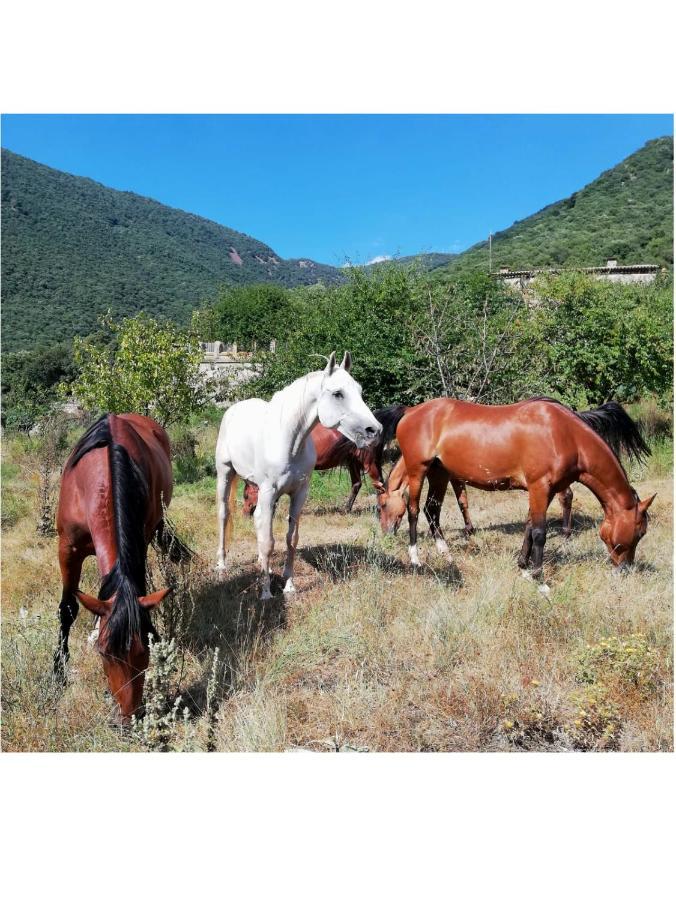 Masia De Vallforners Tagamanent Dış mekan fotoğraf